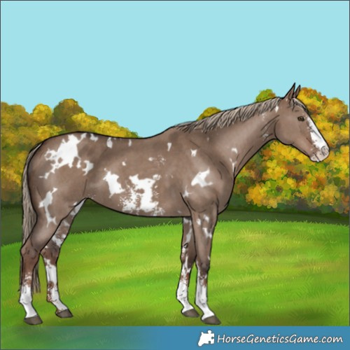 Horse Color:White Spotted Liver Red Dun Sabino