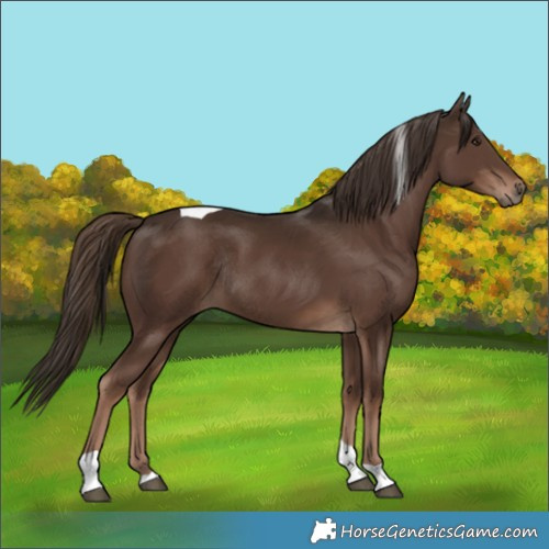 Horse Color:Liver Chestnut Tobiano Rabicano 