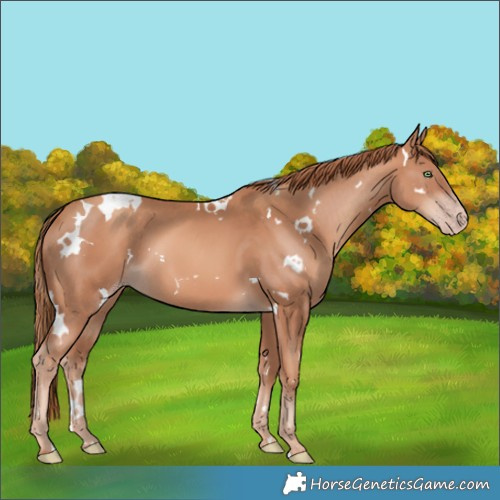 Horse Color:White Spotted Gold Champagne 