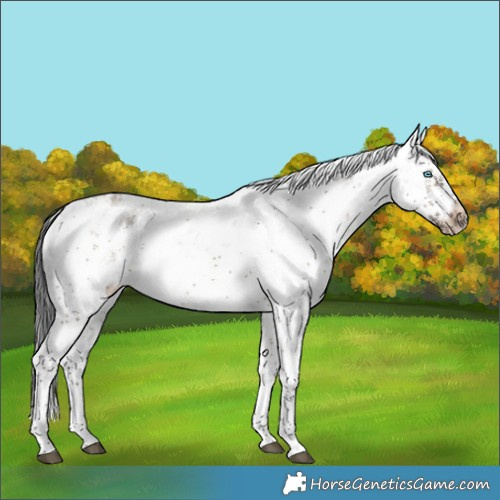 Horse Color:White Spotted Brown Dun Sabino Frame