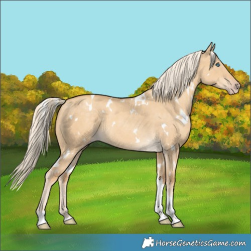 Horse Color:White Spotted Gold Cream Champagne Dun Tobiano
