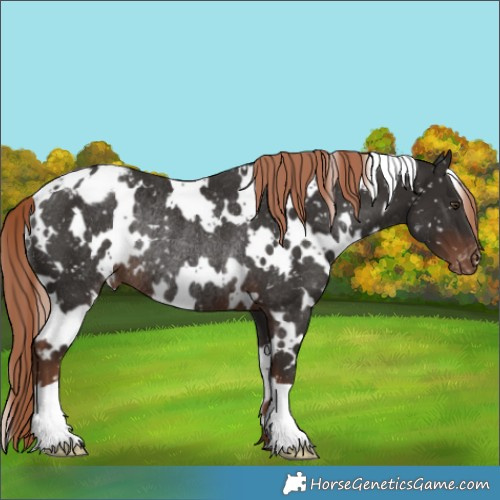Horse Color:White Spotted Liver Chestnut Snowflake Varnish Rabicano 