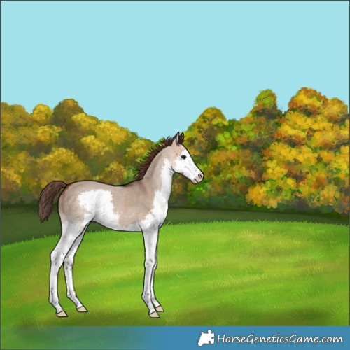 Horse Color:Bay Dun Splash Varnish 