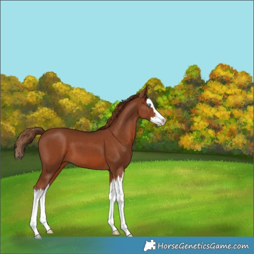 Horse Color:Chestnut Splash