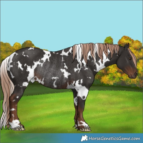 Horse Color:White Spotted Liver Chestnut Rabicano 
