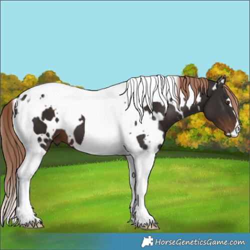 Horse Color:White Spotted Liver Chestnut Tobiano