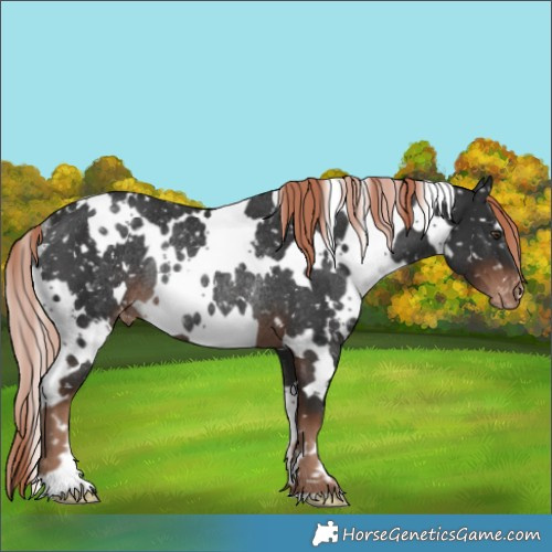 Horse Color:White Spotted Liver Chestnut Snowflake VarnishRabicano