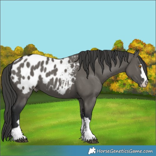 Horse Color:Grullo Blanket