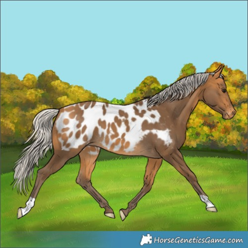 Horse Color:Silver Buckskin Near Leopard 