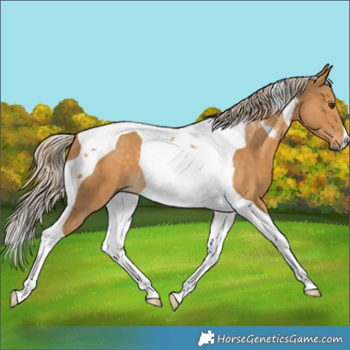 Horse Color:Palomino Tobiano