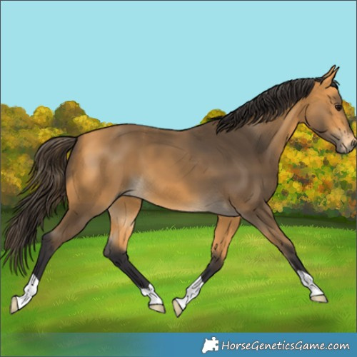 Horse Color:Buckskin
