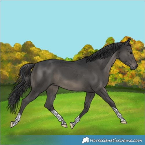 Horse Color:Black Tobiano Rabicano 