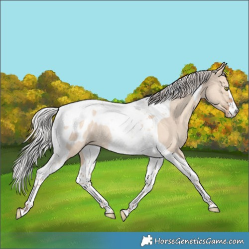Horse Color:Silver Amber Champagne Dun Tobiano Blanket Rabicano 
