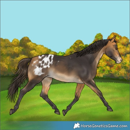 Horse Color:Buckskin Blanket
