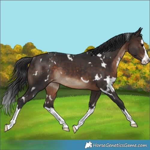Horse Color:White Spotted Brown Splash Varnish Rabicano 