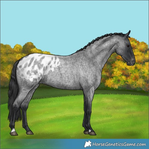 Horse Color:Blue Roan Blanket