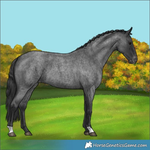 Horse Color:Blue Roan Varnish