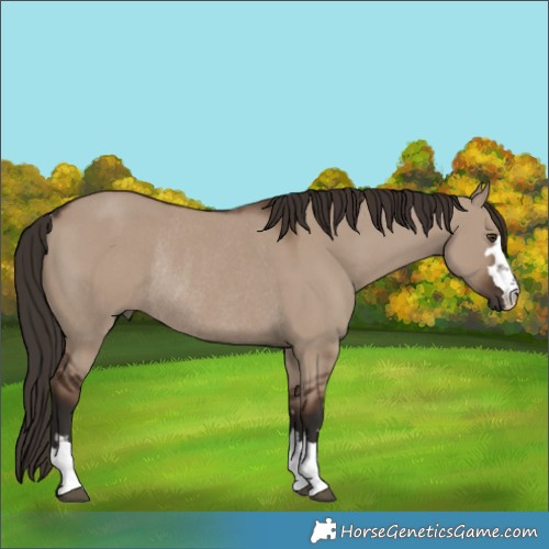 Horse Color:Liver Red Dun Rabicano