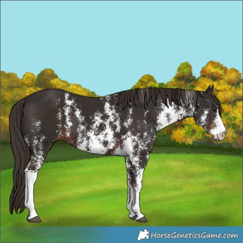 Horse Color:Liver Chestnut Sabino 