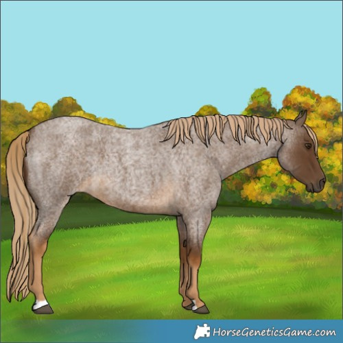 Horse Color:Chocolate Palomino Roan