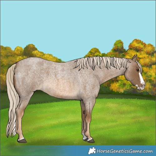 Horse Color:Chocolate Palomino Roan Splash 