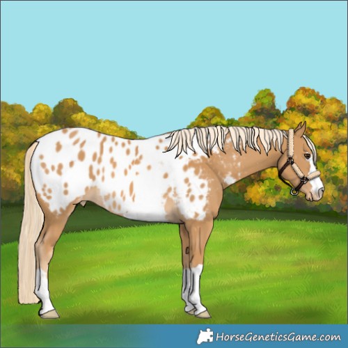 Horse Color:Palomino Blanket 