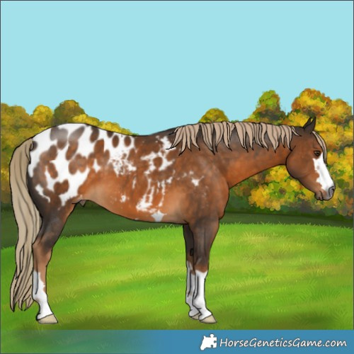Horse Color:Gray Chocolate Palomino Blanket