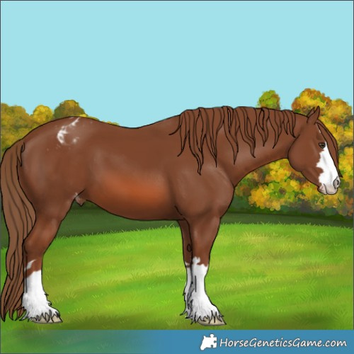 Horse Color:Chestnut Varnish 