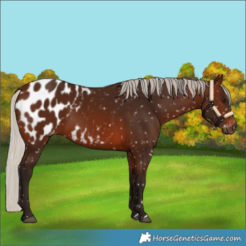 Horse Color:Gray Silver Bay Blanket 
