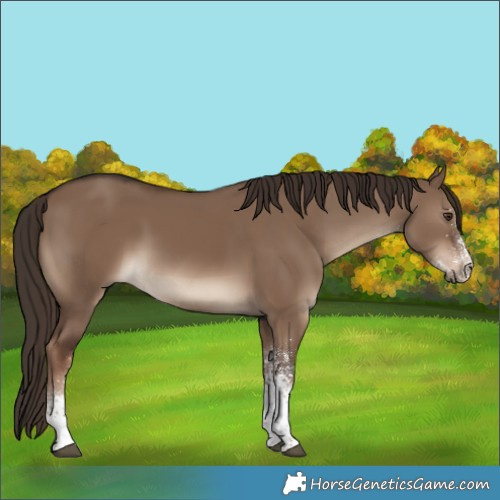 Horse Color:White Spotted Liver Red Dun Rabicano