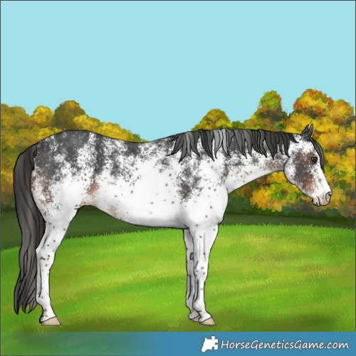 Horse Color:White Spotted Liver Chestnut