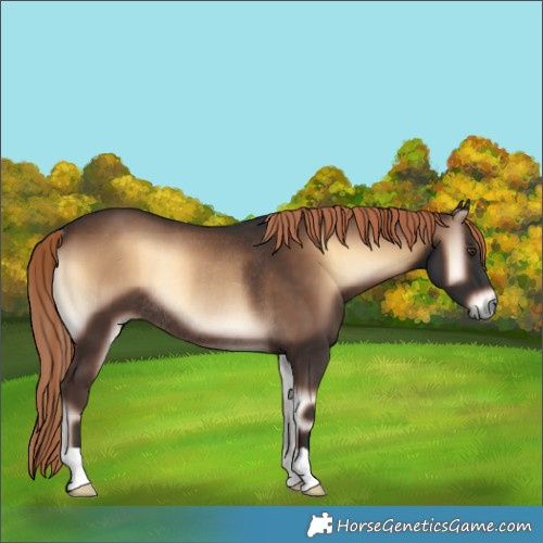 Horse Color:Liver Red Onyx Rabicano 