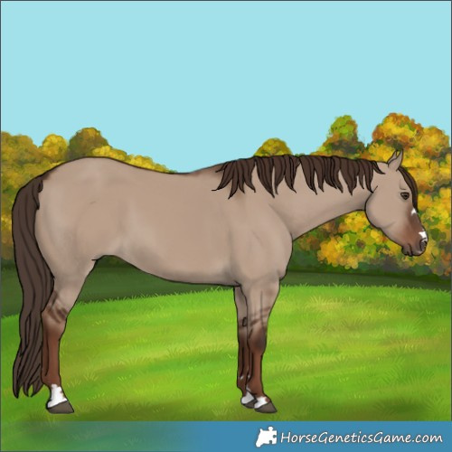 Horse Color:Liver Red Dun 