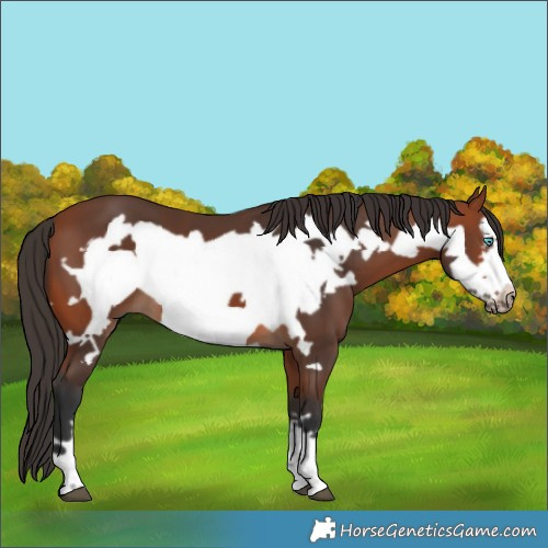 Horse Color:Bay Frame 