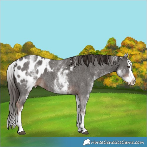 Horse Color:White Spotted Liver Chestnut Sabino Splash Blanket