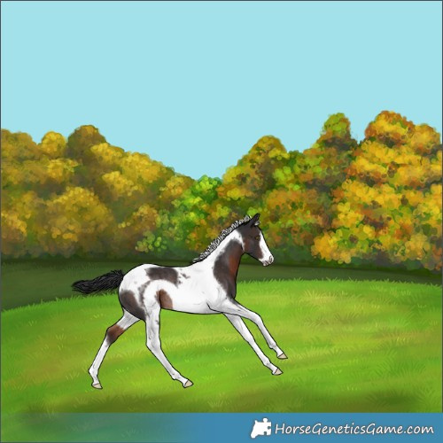 Horse Color:Brown Tobiano Frame Rabicano