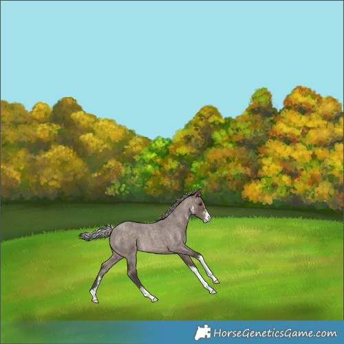 Horse Color:Silver Brown Roan Dun Sabino 