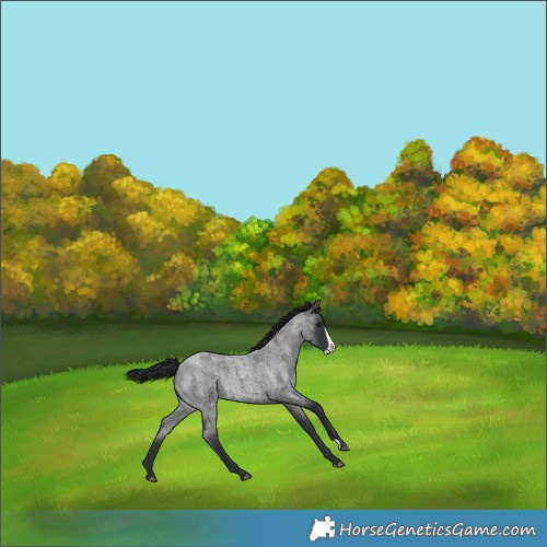 Horse Color:Blue Roan Frame Rabicano
