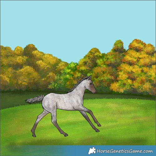 Horse Color:Silver Blue Roan 