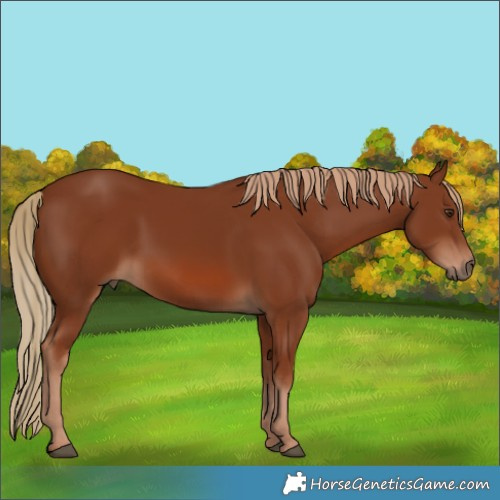 Horse Color:Chestnut 