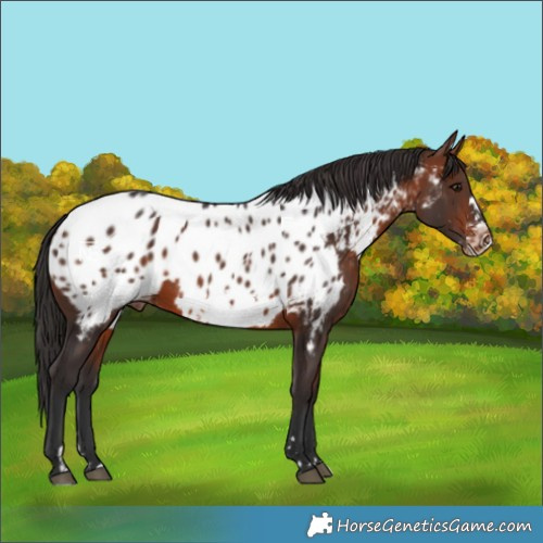 Horse Color:Bay Frame Near Leopard 
