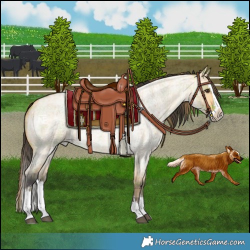 Horse Color:Plaid Buckskin Roan Dun Splash