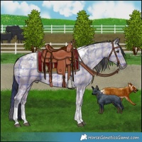 Horse Color:Plaid Bay Ice Tobiano