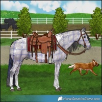 Horse Color:Plaid  Bay Ice Tobiano 