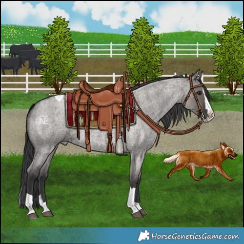 Horse Color:Grullo Roan Splash Tobiano 