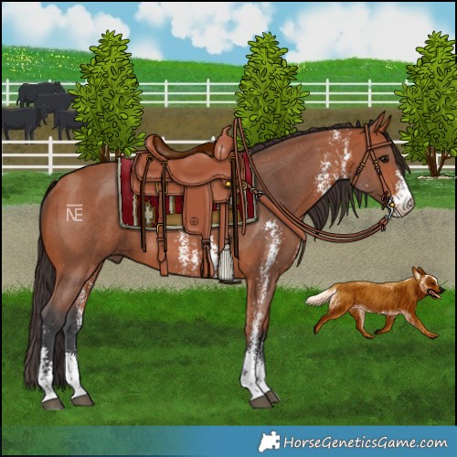 Horse Color:Bay Sabino 
