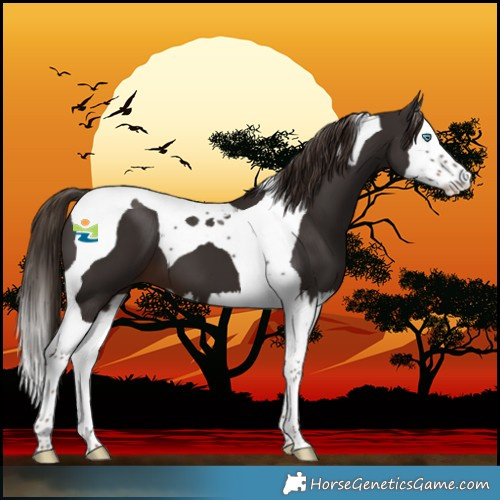 Horse Color:Liver Chestnut Splash Tobiano