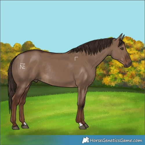 Horse Color:Liver Red Dun Rabicano 