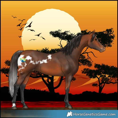 Horse Color:Bay Skewed LP Spotted 