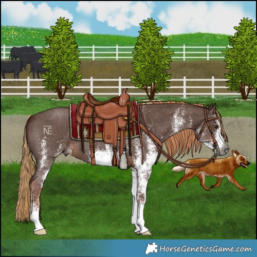 Horse Color:Gray White Spotted Chestnut 